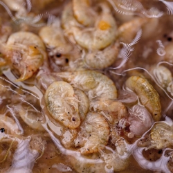Nash - Brine Shrimp & Gamarus 500ml - zalewa z kawałkami krewetek
