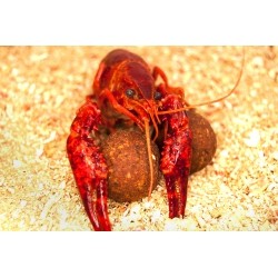 Ultimate Products - Monster Crayfish Boilies 16mm 1kg Top Range - kulki proteinowe